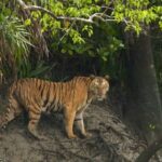 Tiger Attacks