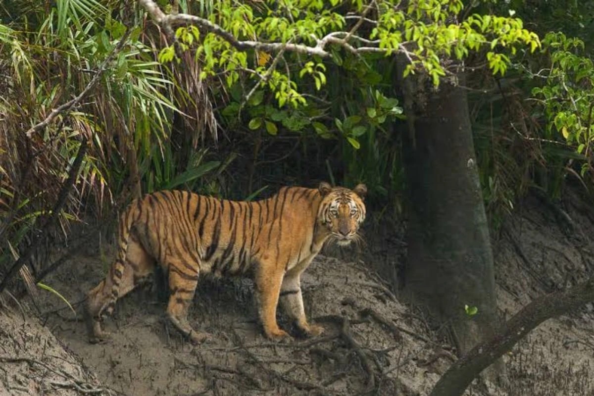 Tiger Attacks