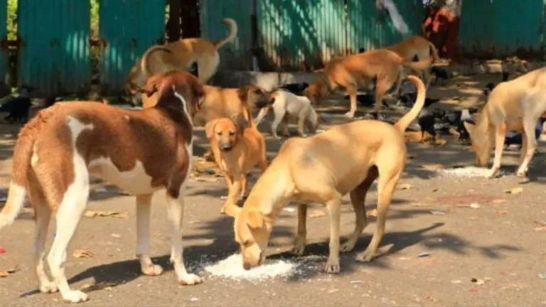 dogs