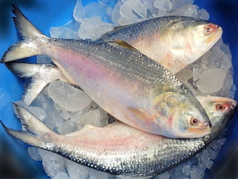 ilish