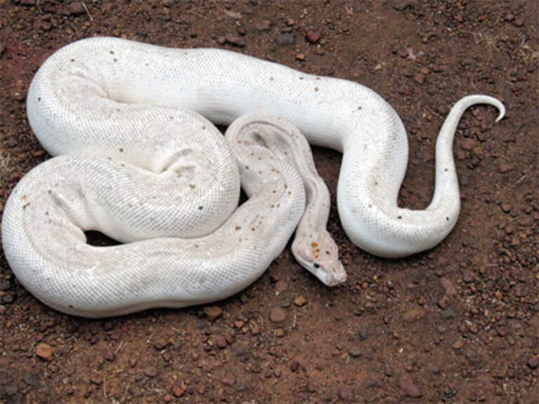 python