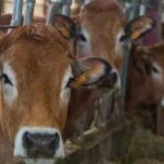 cow