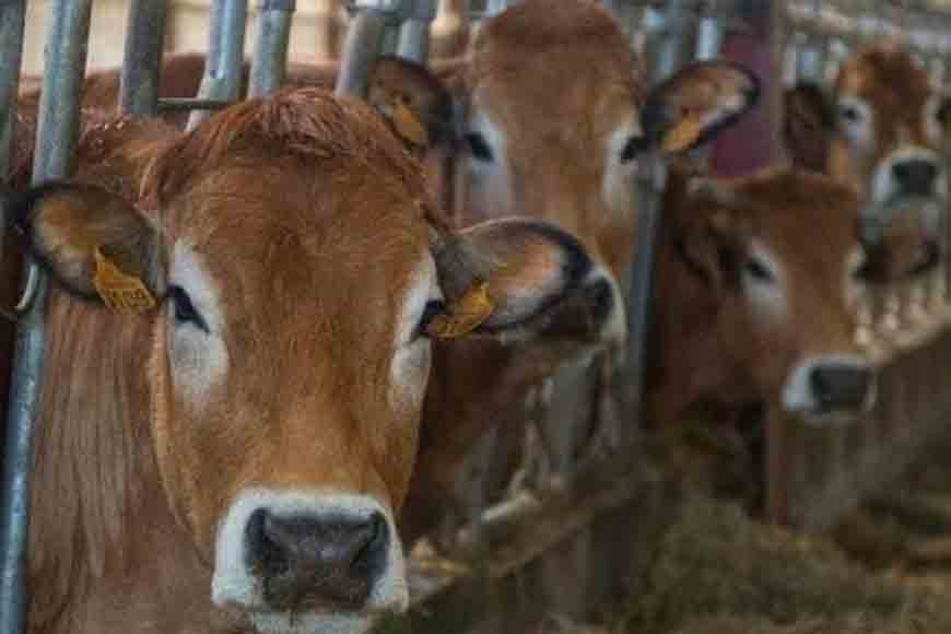 cow
